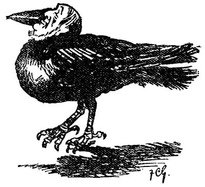 Cartoon of a raven, with Lord Harcourt's face.